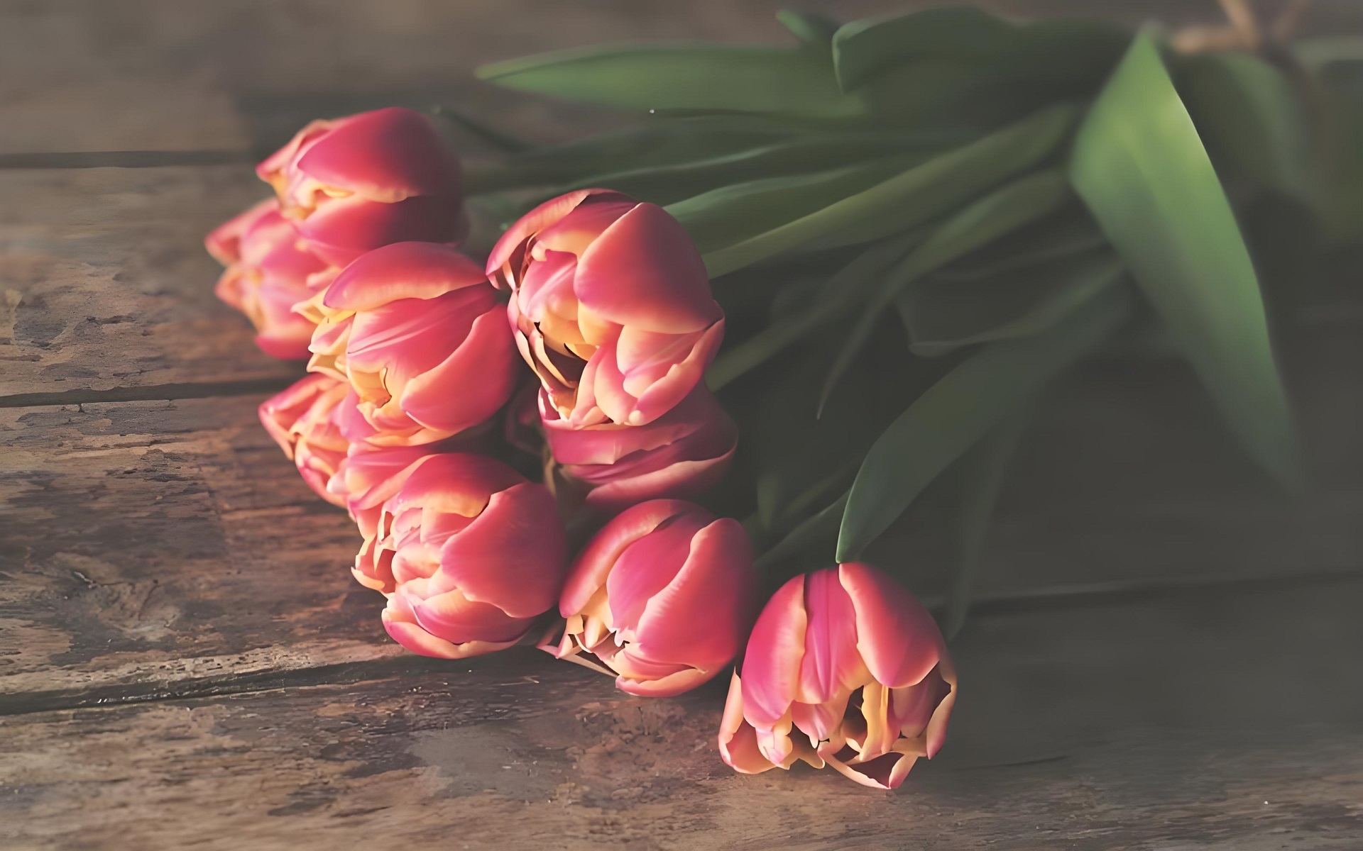 Hình nền hoa tulip hồng lãng mạn, nhẹ nhàng