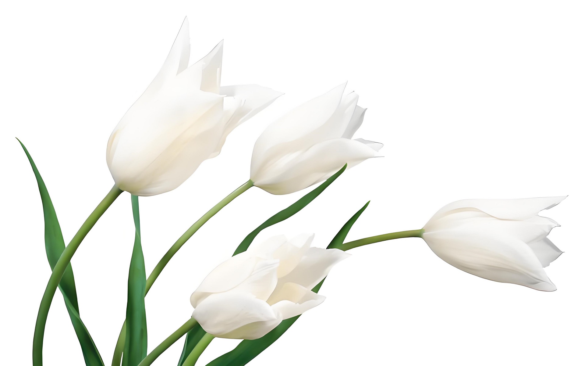 Hình nền tulip trắng tinh khôi cho máy tính