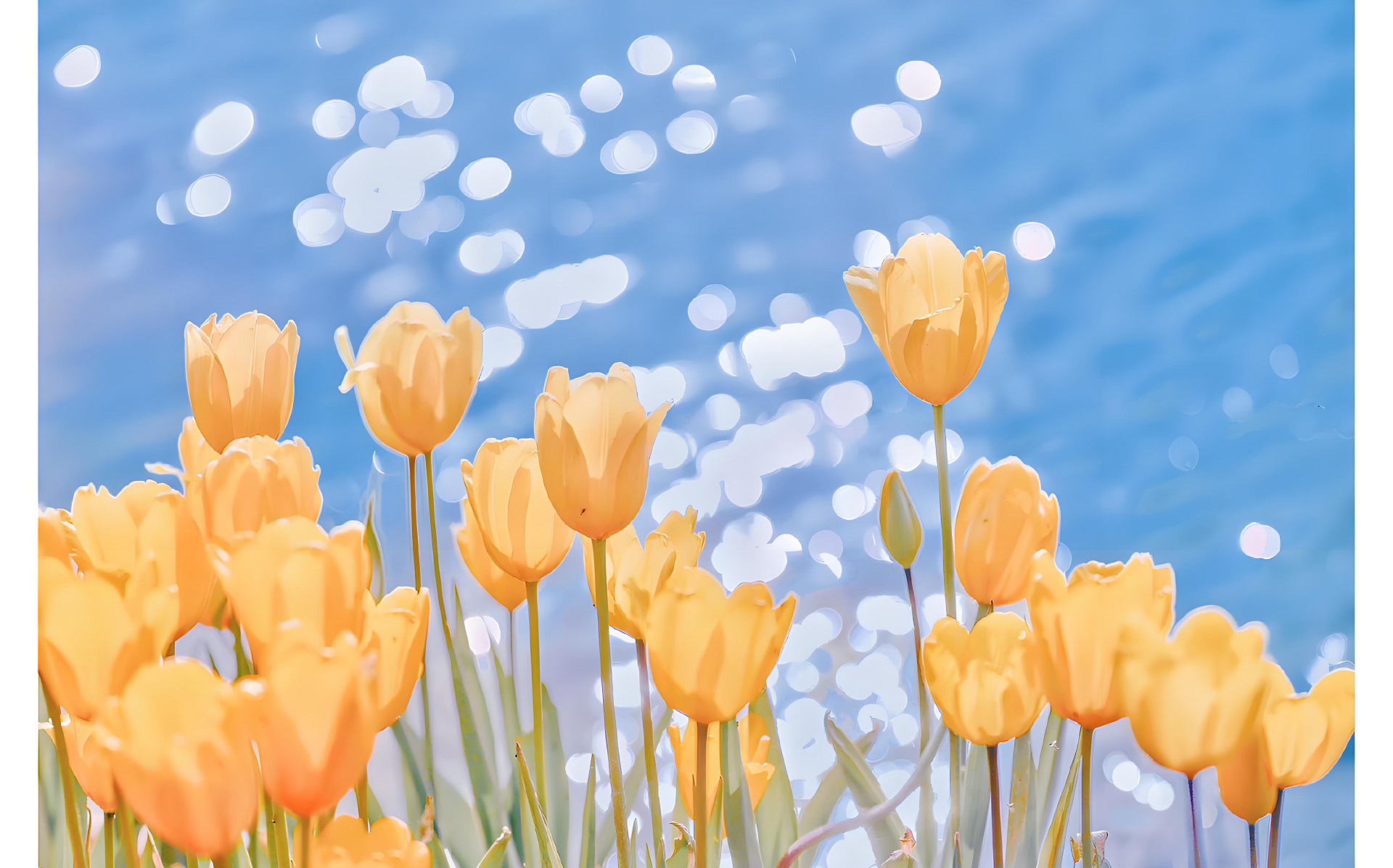Hình nền hoa tulip màu vàng cho máy tính 