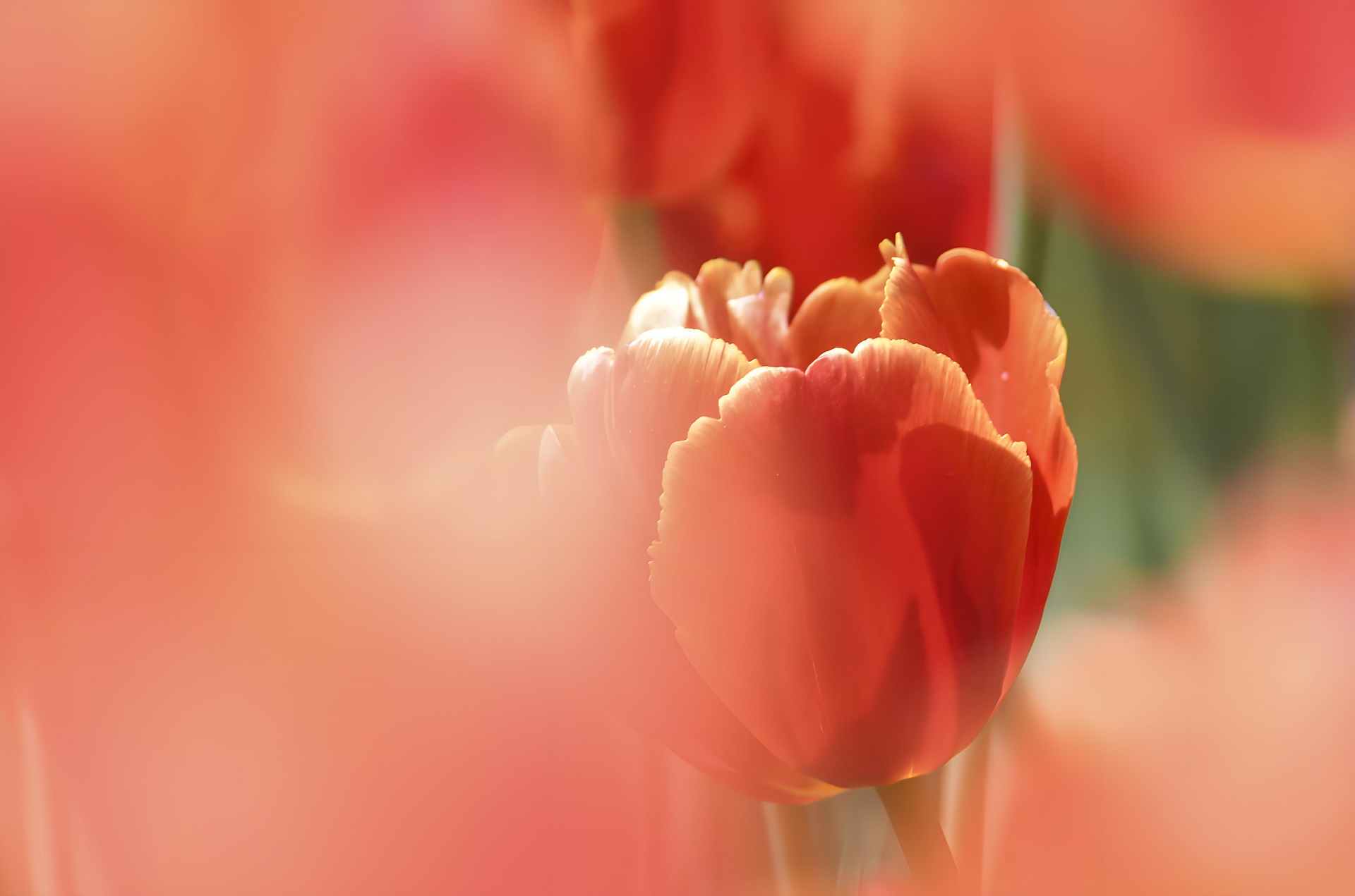 Hình nền máy tính hoa tulip nở rộ dịu dàng