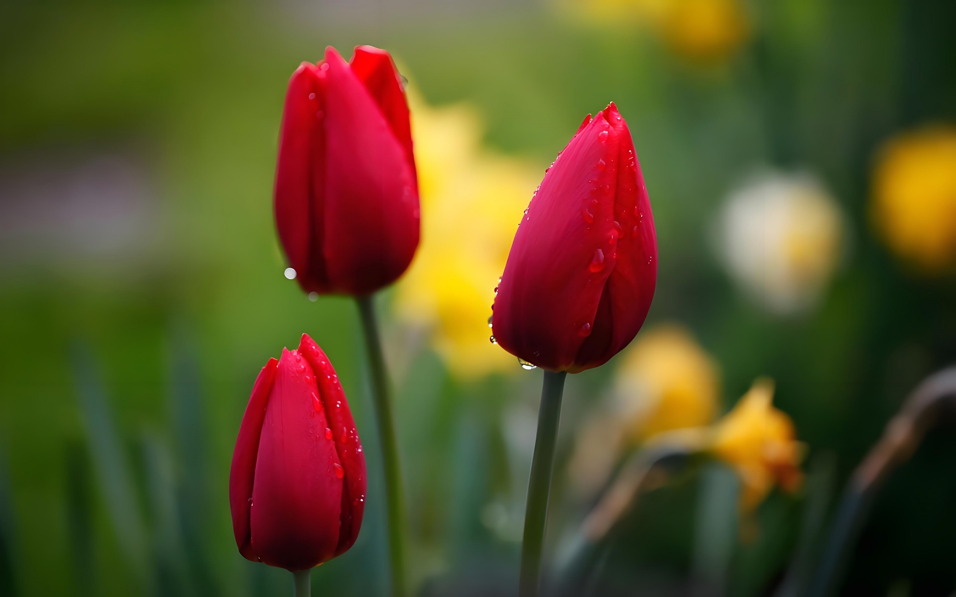 Hình nền hoa tulip đỏ quyến rũ cho máy tính
