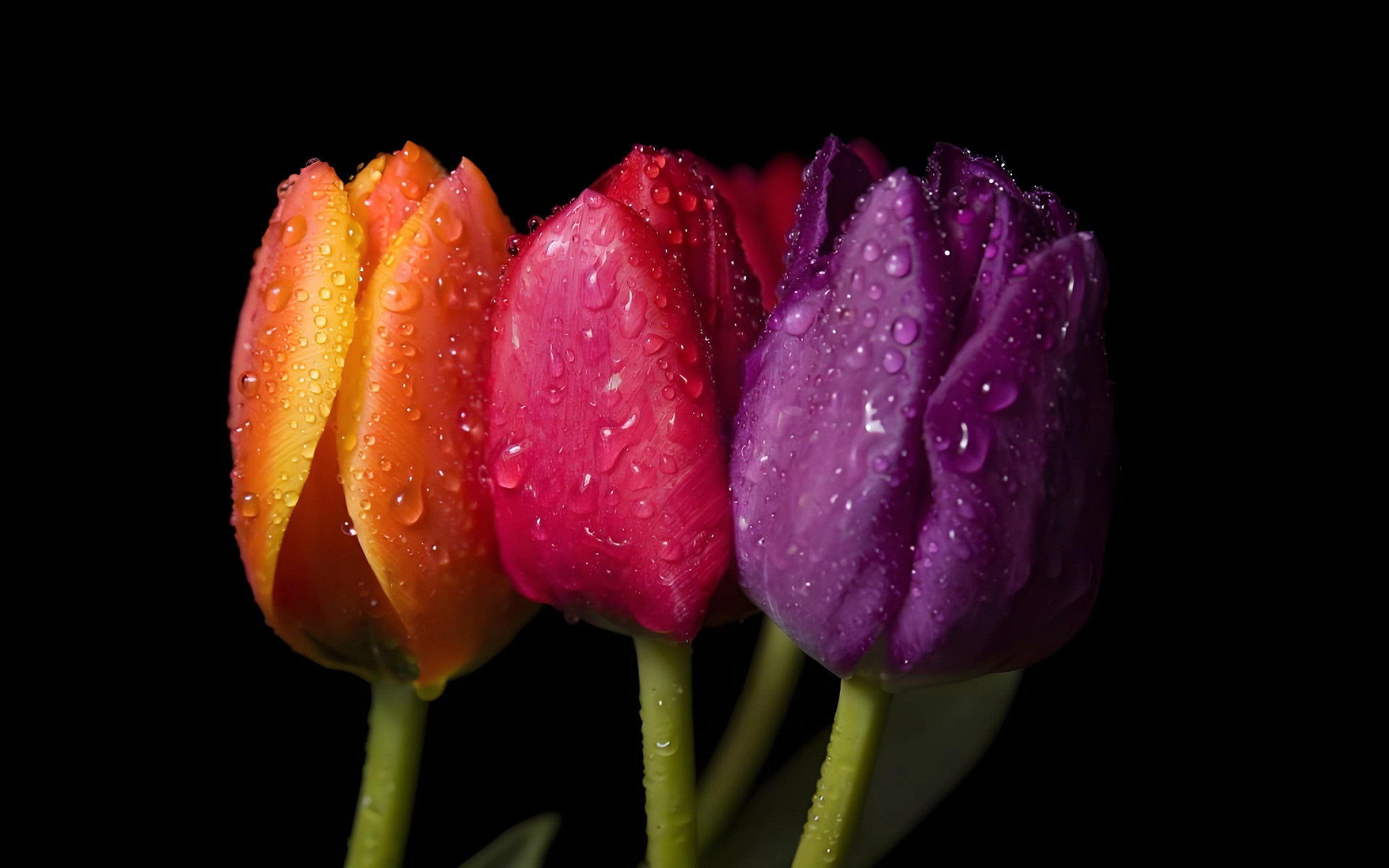 Hình nền máy tính hoa tulip nghệ thuật đẹp mắt