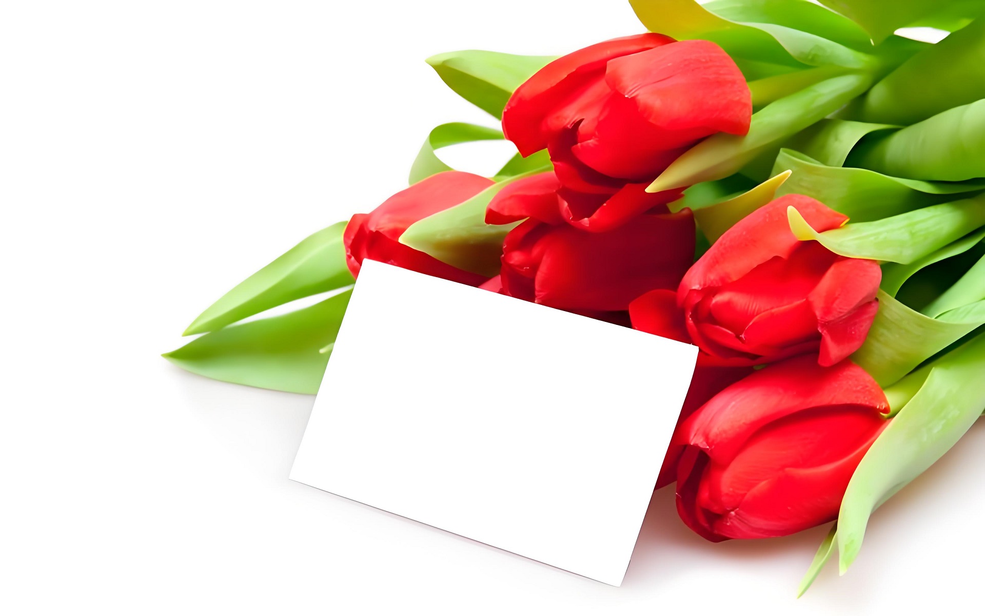 Hình nền cho máy tính  hoa tulip góc chụp nghệ thuật
