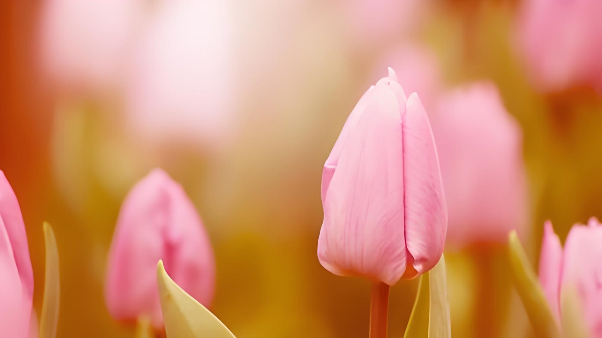 Hình nền hoa tulip mùa xuân tràn đầy sức sống