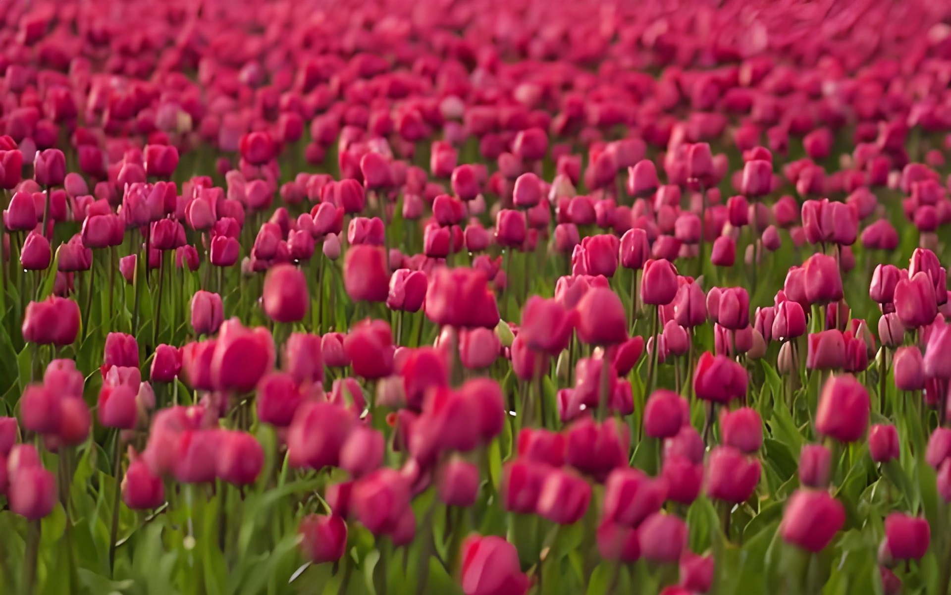 Hình nền máy tính cánh đồng hoa tulip rực rỡ