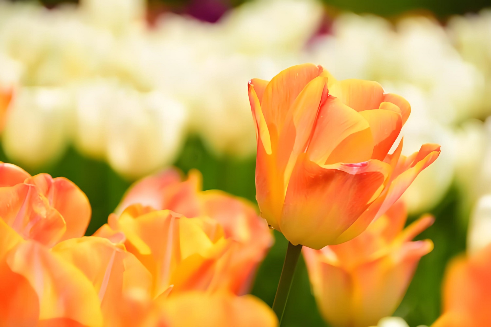 Hình nền hoa tulip cam độc đáo cho máy tính