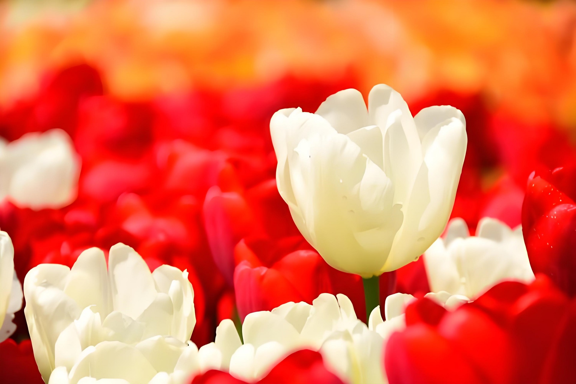 Ảnh nền máy tính vườn hoa tulip tuyệt đẹp