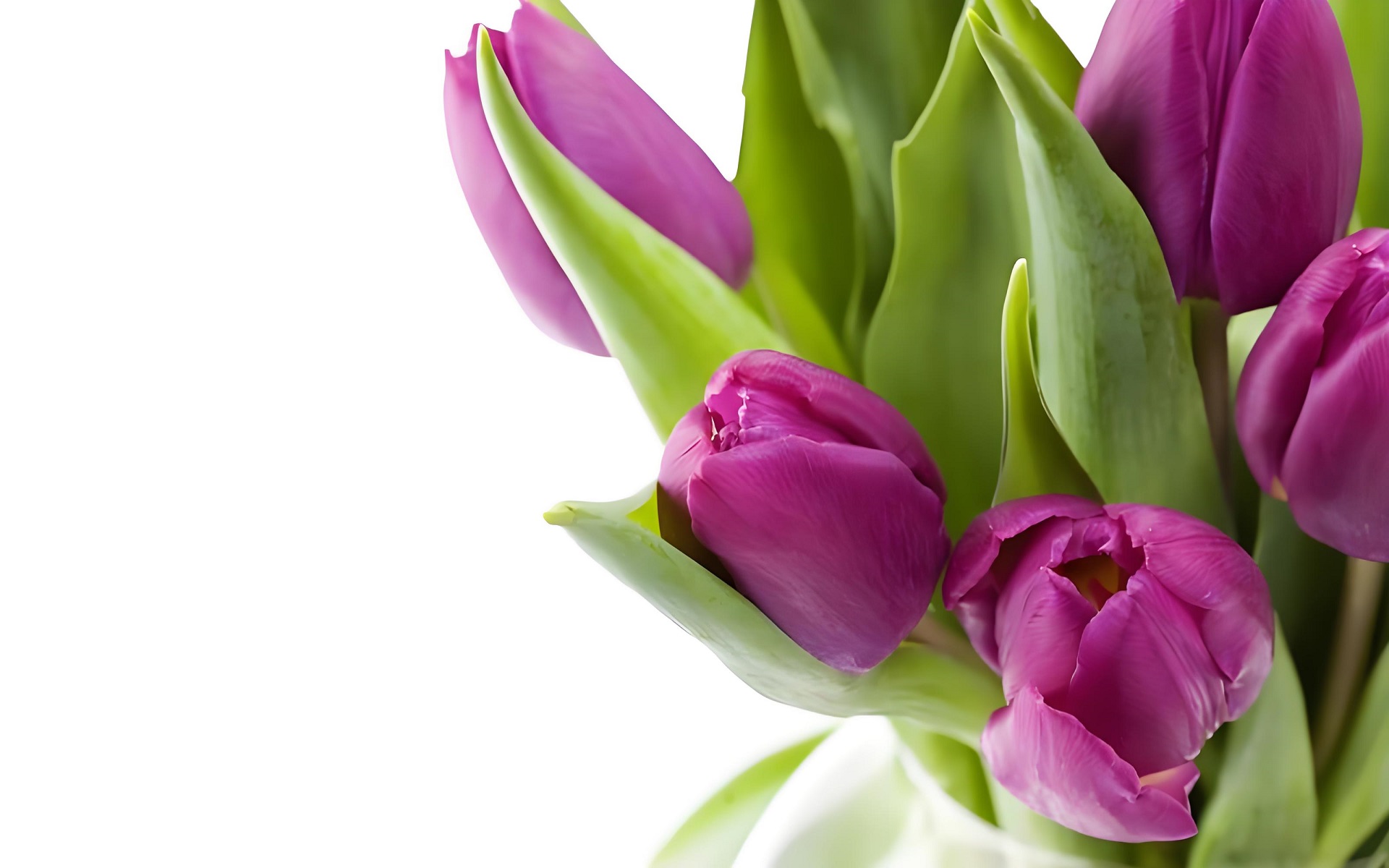 Hình nền máy tính hoa tulip tím huyền bí