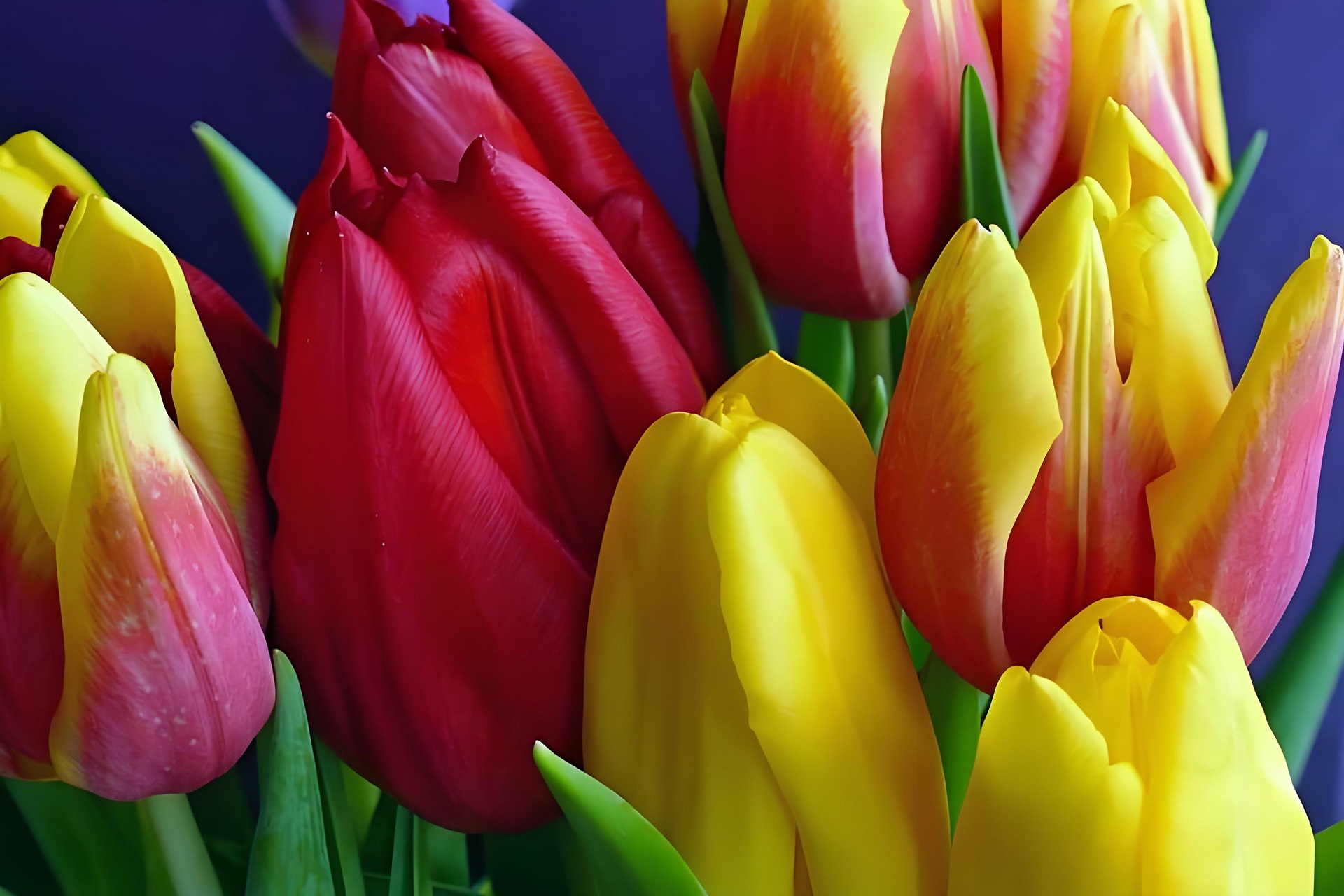 Hình nền hoa tulip nhiều màu sắc tươi sáng