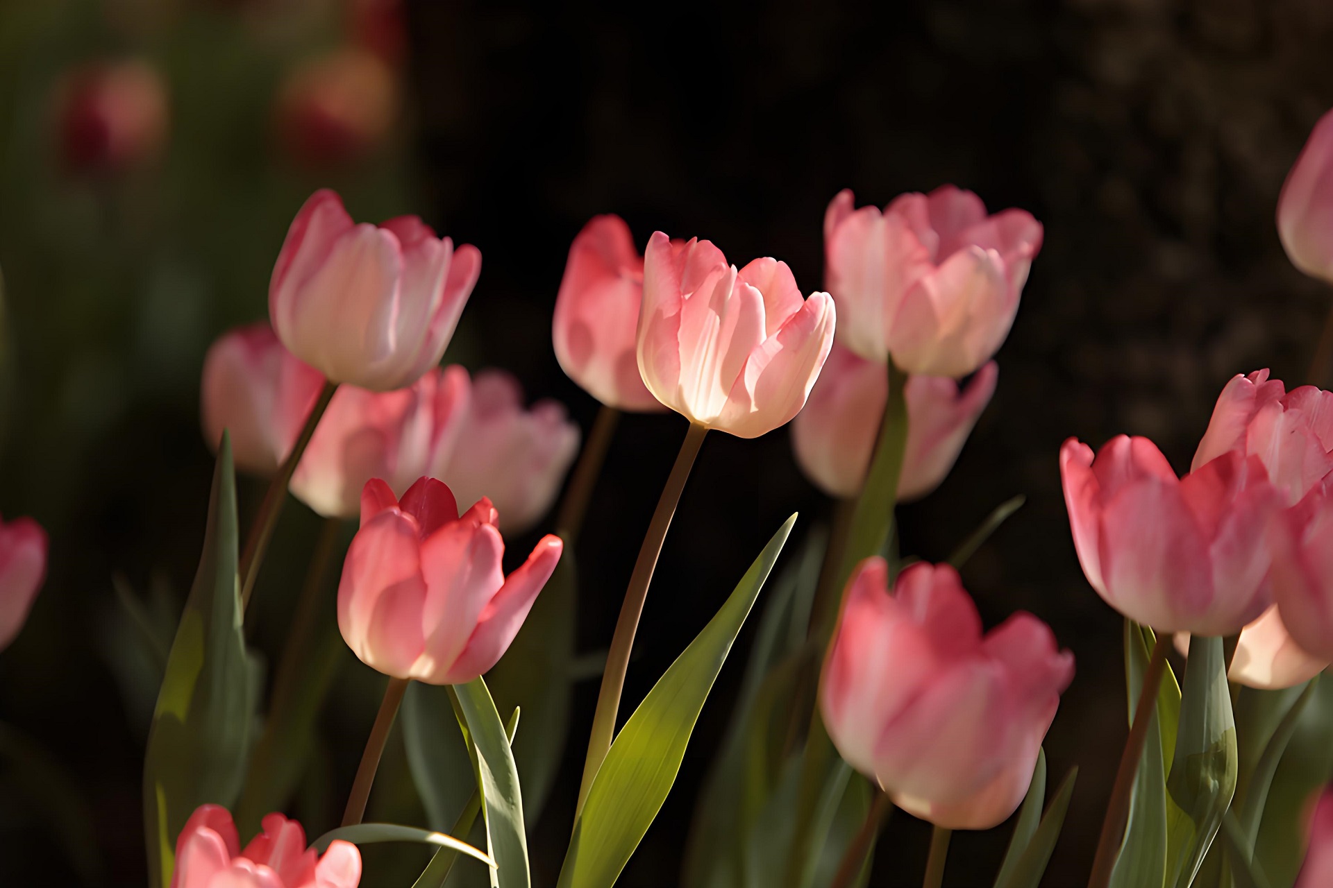 Hình nền máy tính hoa tulip trang nhã, sang trọng
