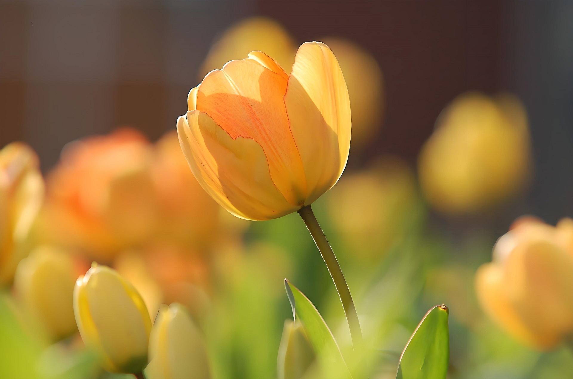 Hình nền hoa tulip màu vàng cho máy tính 