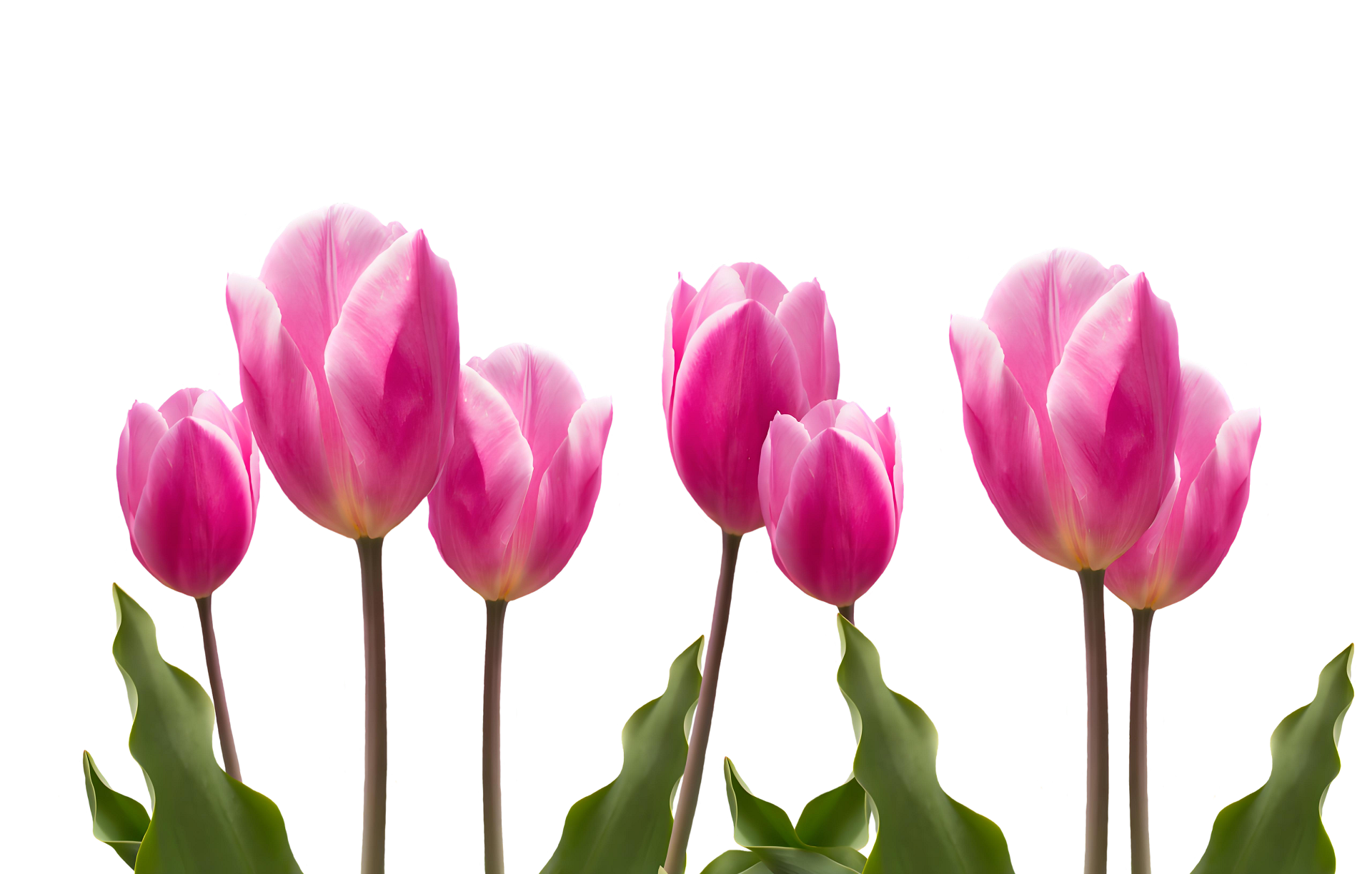 Hình nền hoa tulip mang phong cách cổ điển