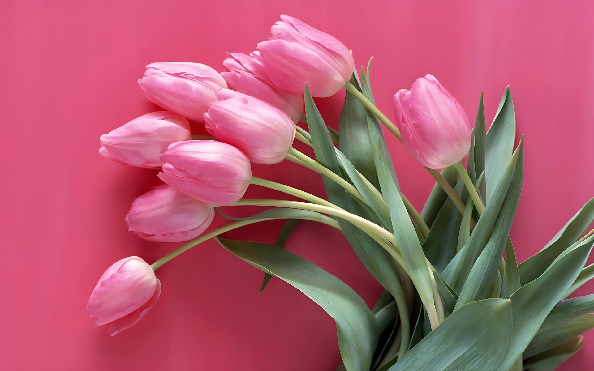 Hình nền máy tính hoa tulip phong cách vintage