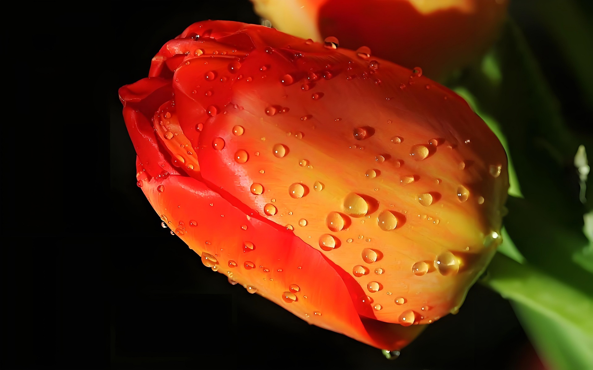 Ảnh nền PC hoa tulip phủ sương buổi sáng