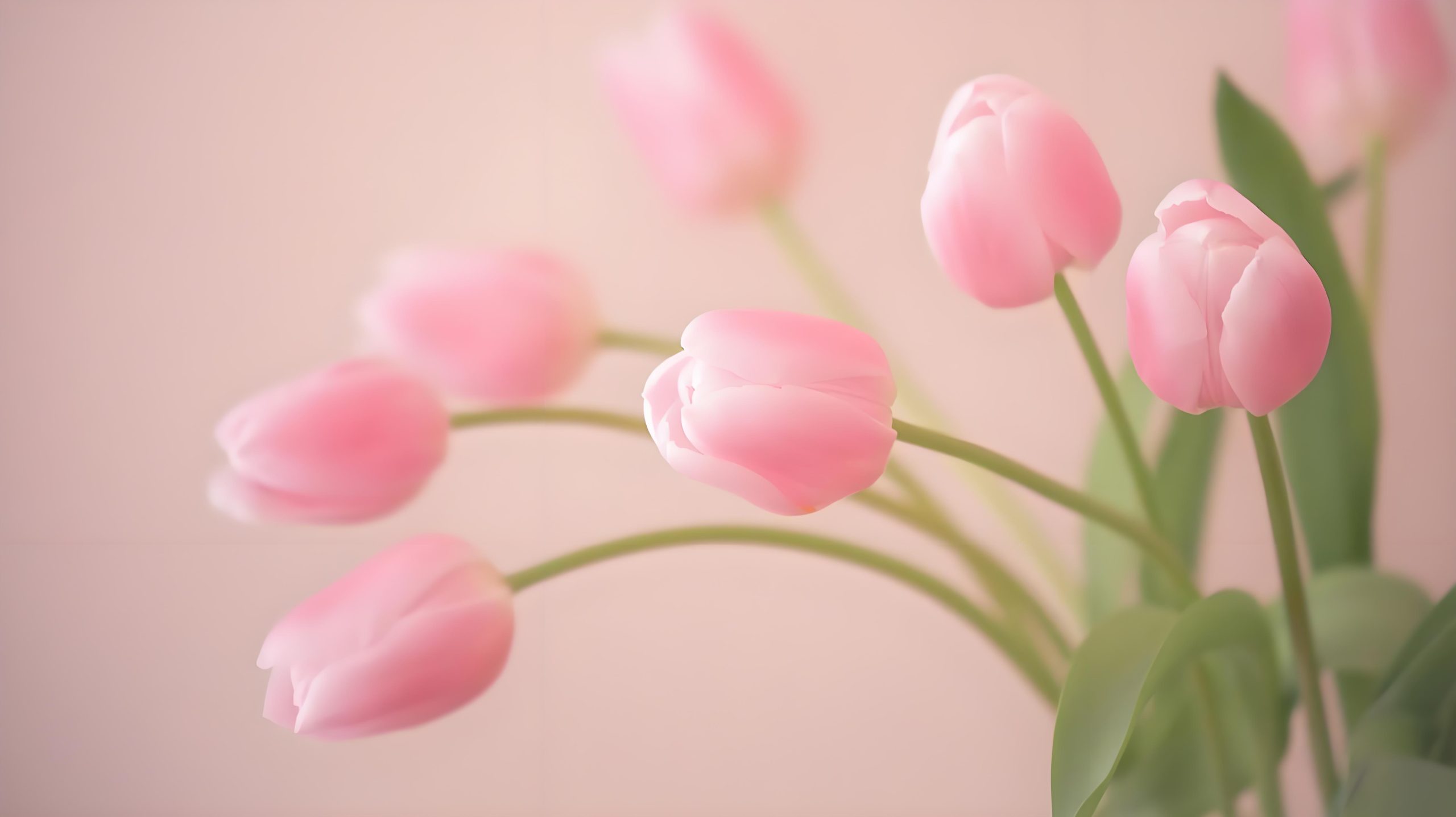 Ảnh nền máy tính hoa tulip màu hồng nhẹ nhàng