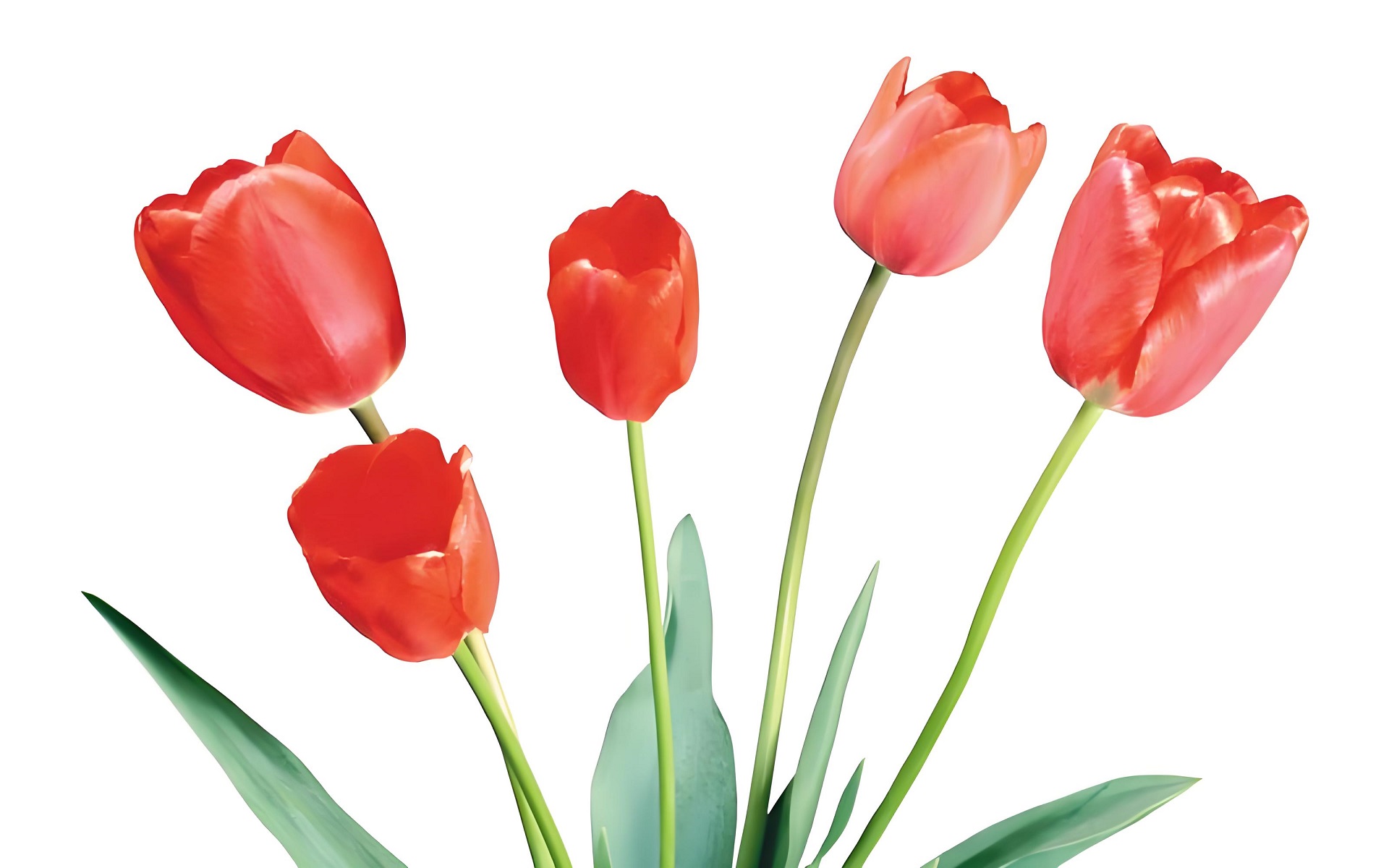 Hình nền máy tính sắc màu hoa tulip tuyệt đẹp
