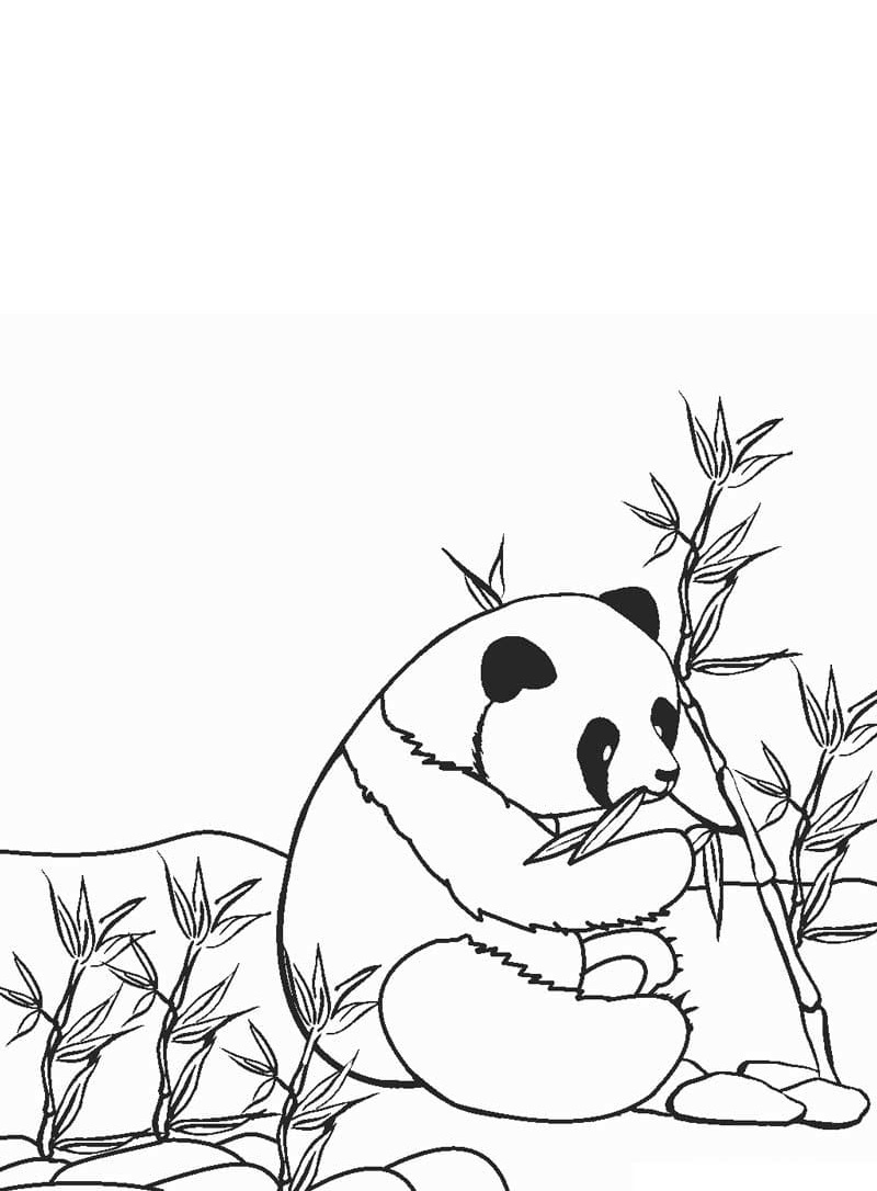 Gấu mặc áo mùa đông