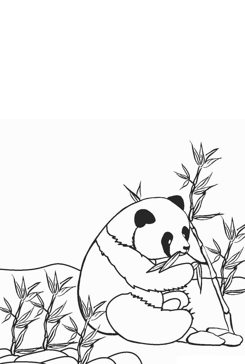 Con gấu bơi trong hồ nước